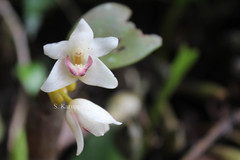 Eria pseudoclavicaulis